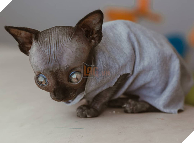 Tưởng dơi nhưng hóa ra lại là mèo, cô boss bỗng nhiên nổi tiếng trên mạng xã hội vì ngoại hình lạ mắt 4