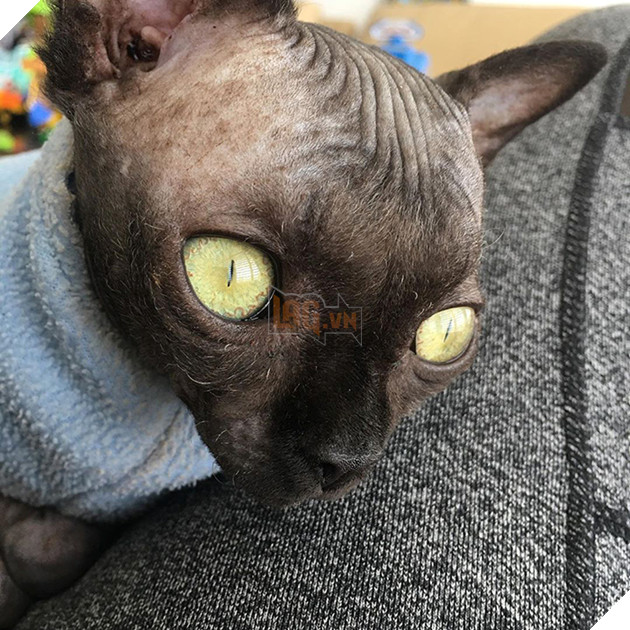 Tưởng dơi nhưng hóa ra lại là mèo, cô boss bỗng nhiên nổi tiếng trên mạng xã hội vì ngoại hình lạ mắt 7