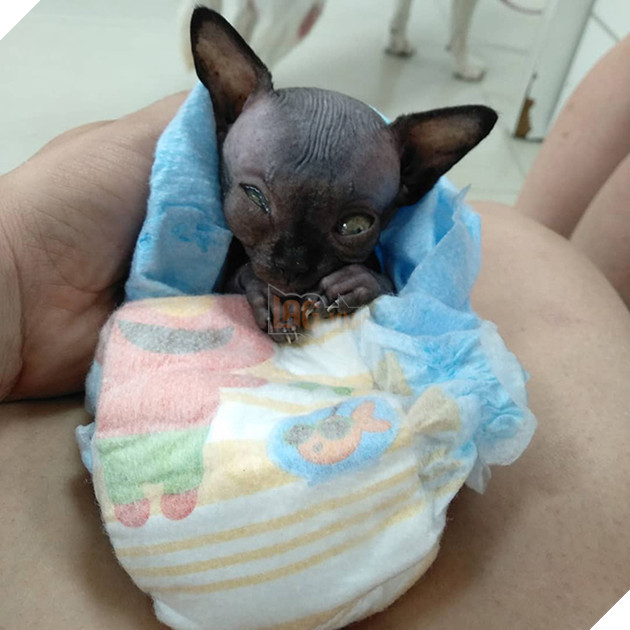 Tưởng dơi nhưng hóa ra lại là mèo, cô &quot;boss&quot; bỗng nhiên nổi tiếng trên mạng xã hội vì ngoại hình lạ mắt - Ảnh 2.