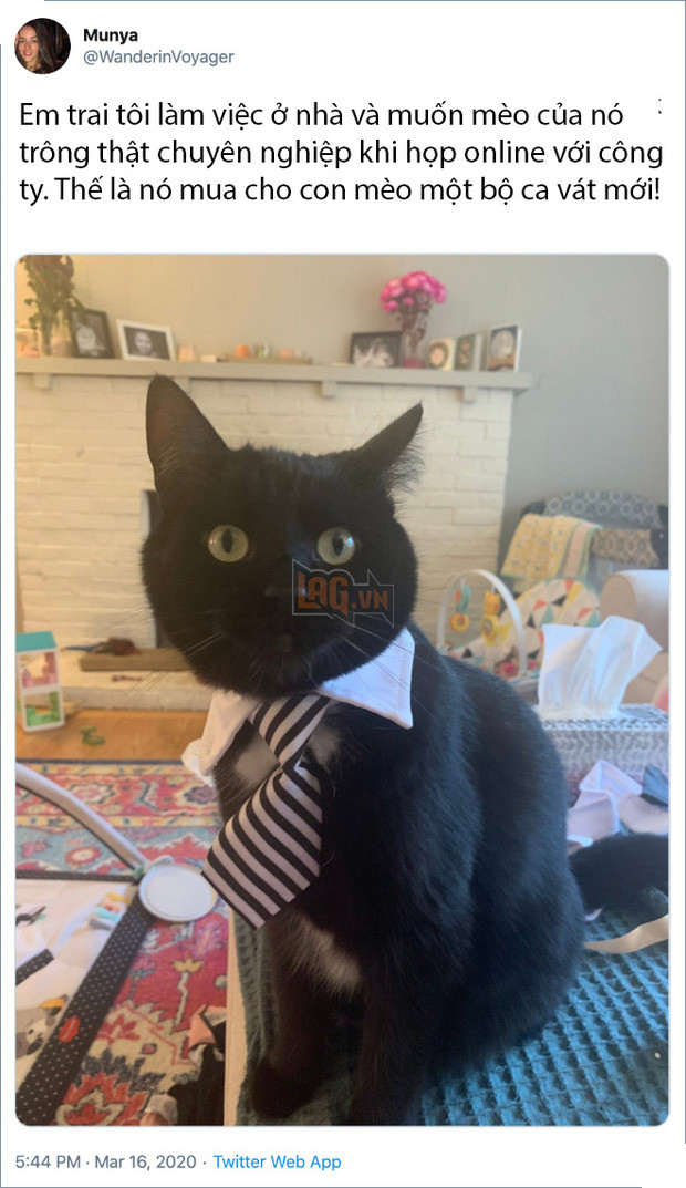 Rảnh rỗi không có gì làm, mọi người trên thế giới rủ nhau chia sẻ ảnh hoàng thượng nhà họ làm gì trong mùa cách ly