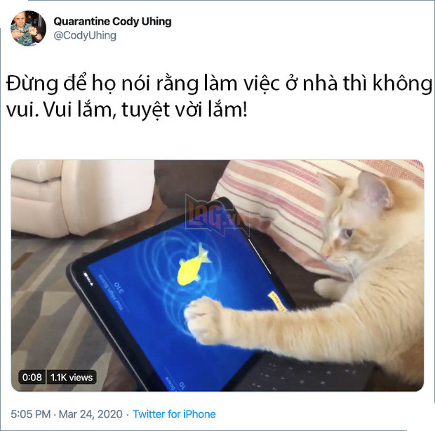 Rảnh rỗi không có gì làm, mọi người trên thế giới rủ nhau chia sẻ ảnh hoàng thượng nhà họ làm gì trong mùa cách ly 3