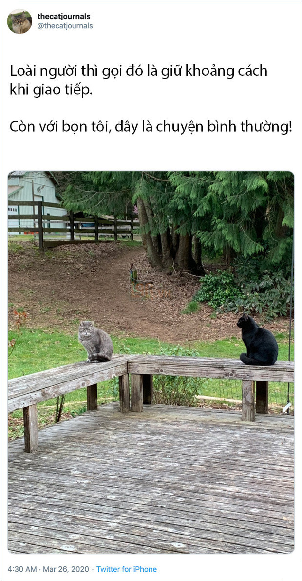 Rảnh rỗi không có gì làm, mọi người trên thế giới rủ nhau chia sẻ ảnh hoàng thượng nhà họ làm gì trong mùa cách ly 4