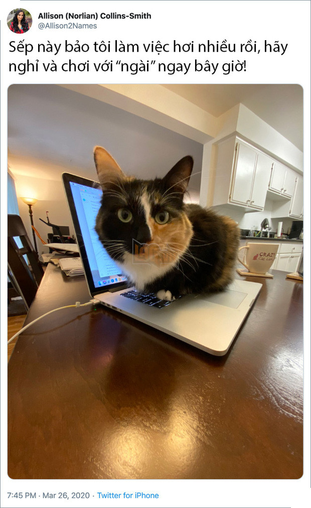 Rảnh rỗi không có gì làm, mọi người trên thế giới rủ nhau chia sẻ ảnh hoàng thượng nhà họ làm gì trong mùa cách ly 5