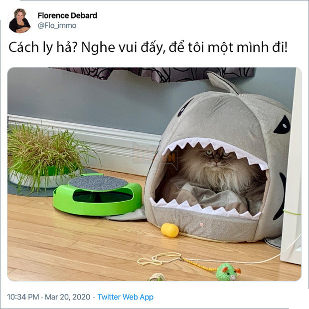 Rảnh rỗi không có gì làm, mọi người trên thế giới rủ nhau chia sẻ ảnh hoàng thượng nhà họ làm gì trong mùa cách ly 6