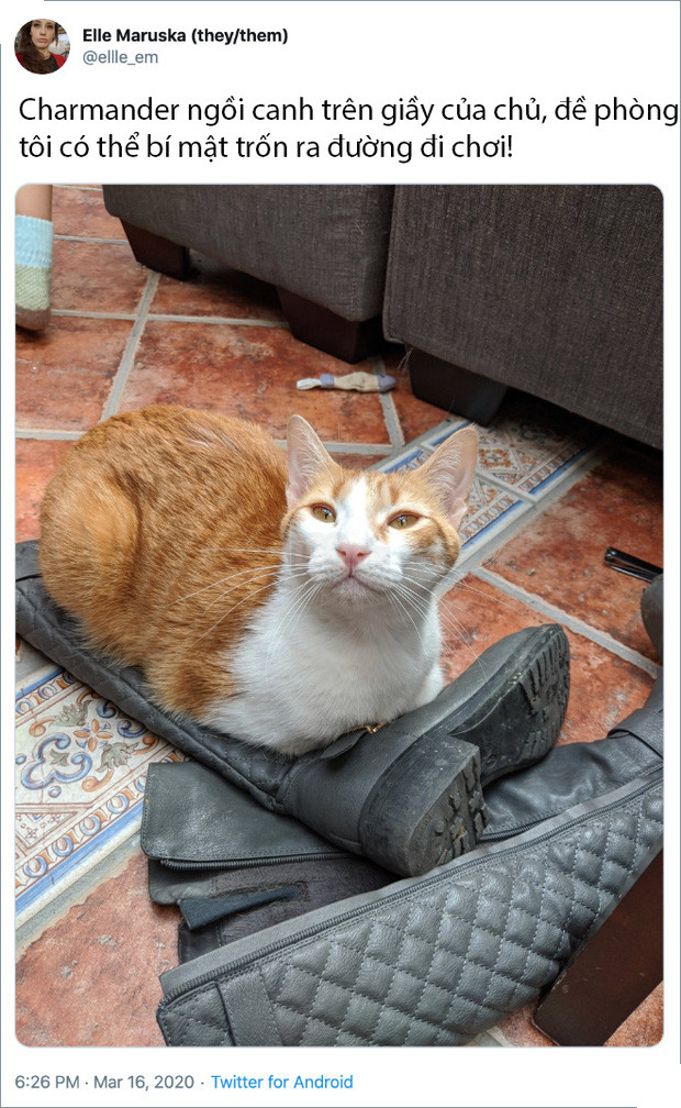 Rảnh rỗi không có gì làm, mọi người trên thế giới rủ nhau chia sẻ ảnh hoàng thượng nhà họ làm gì trong mùa cách ly 10