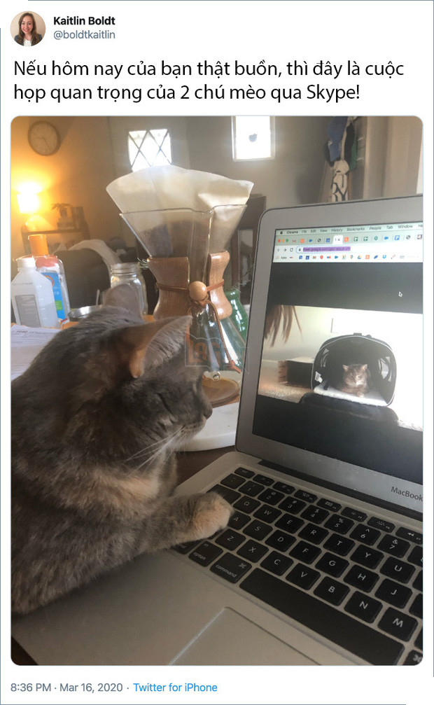 Rảnh rỗi không có gì làm, mọi người trên thế giới rủ nhau chia sẻ ảnh hoàng thượng nhà họ làm gì trong mùa cách ly 11