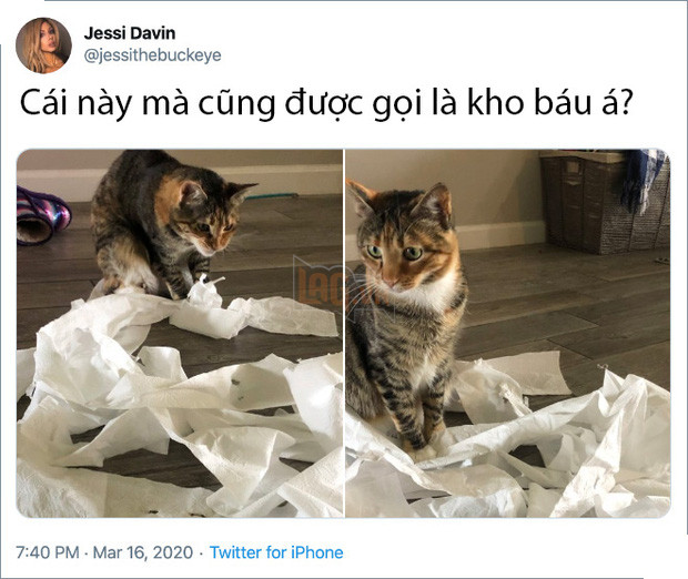 Rảnh rỗi không có gì làm, mọi người trên thế giới rủ nhau chia sẻ ảnh hoàng thượng nhà họ làm gì trong mùa cách ly 12