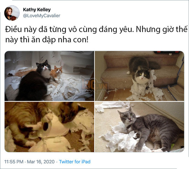 Rảnh rỗi không có gì làm, mọi người trên thế giới rủ nhau chia sẻ ảnh hoàng thượng nhà họ làm gì trong mùa cách ly 14