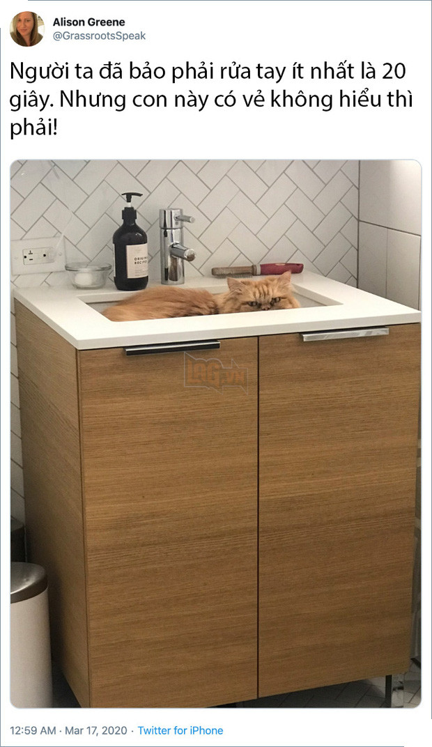 Rảnh rỗi không có gì làm, mọi người trên thế giới rủ nhau chia sẻ ảnh hoàng thượng nhà họ làm gì trong mùa cách ly 15