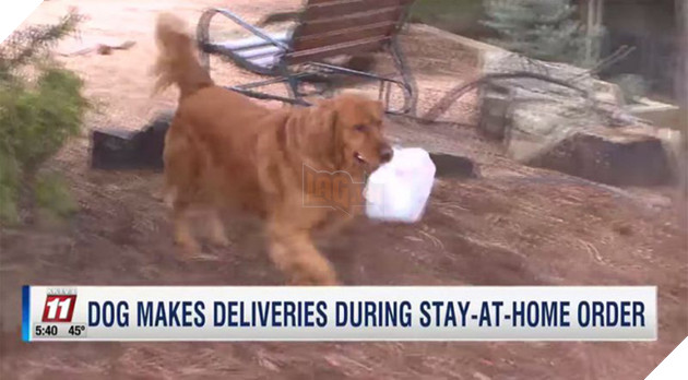 Làm shipper cho cụ bà ốm yếu tự cách ly, chó golden được dân mạng tôn làm &quot;anh hùng 4 chân&quot; - Ảnh 3.