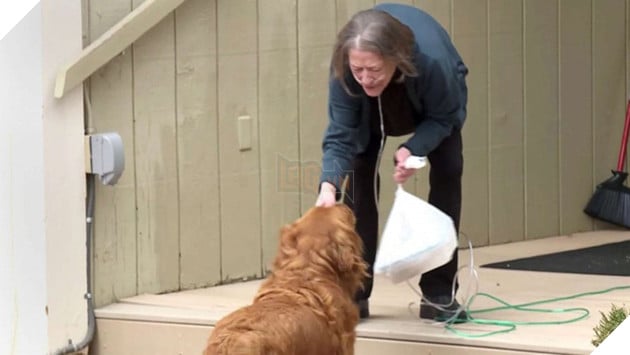 Làm shipper cho cụ bà ốm yếu tự cách ly, chó golden được dân mạng tôn làm &quot;anh hùng 4 chân&quot; - Ảnh 2.