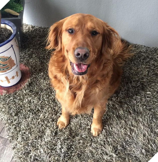 Làm shipper cho cụ bà ốm yếu tự cách ly, chó golden được dân mạng tôn làm &quot;anh hùng 4 chân&quot; - Ảnh 4.