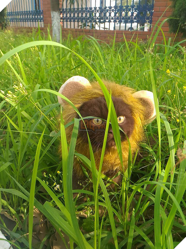 Tạm quên chú mèo tên Chó đi, ở Hải Phòng còn có cả mèo bảo kê đang nổi như cồn trên MXH đây này - Ảnh 4.