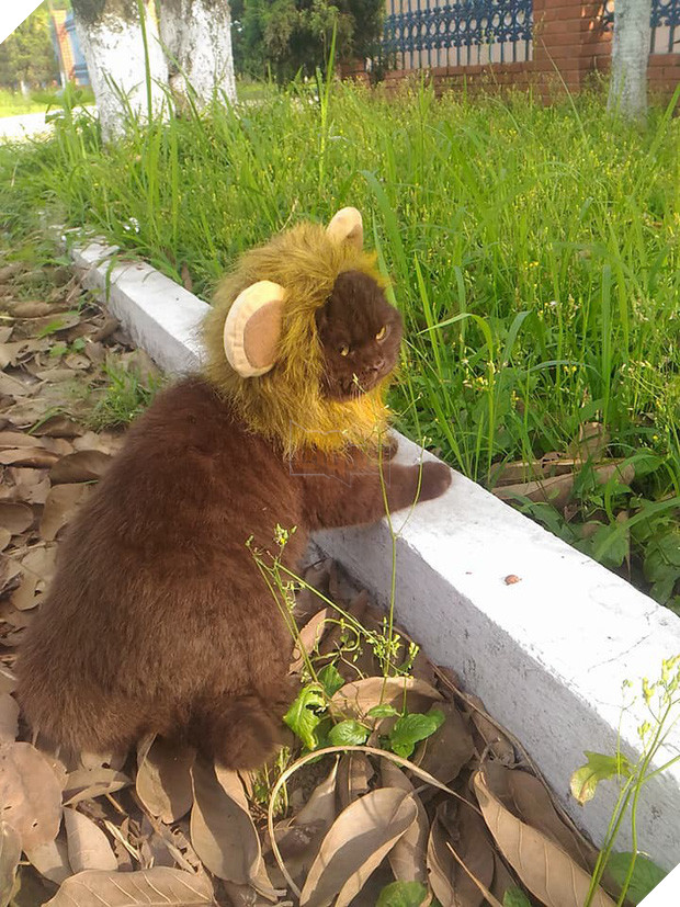 Tạm quên chú mèo tên Chó đi, ở Hải Phòng còn có cả mèo bảo kê đang nổi như cồn trên MXH đây này - Ảnh 5.