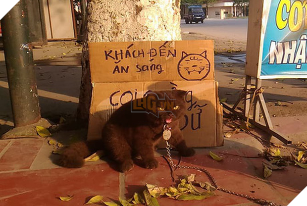 Tạm quên chú mèo tên Chó đi, ở Hải Phòng còn có cả mèo bảo kê đang nổi như cồn trên MXH đây này - Ảnh 1.