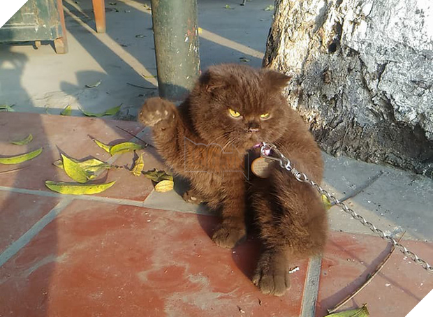 Tạm quên chú mèo tên Chó đi, ở Hải Phòng còn có cả mèo bảo kê đang nổi như cồn trên MXH đây này - Ảnh 2.