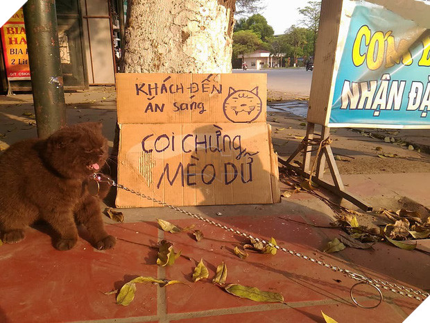 Tạm quên chú mèo tên Chó đi, ở Hải Phòng còn có cả mèo bảo kê đang nổi như cồn trên MXH đây này - Ảnh 3.