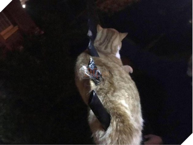 Chú mèo sống sót thần kỳ dù bị 3 thanh thép nhọn đâm qua người, và vẫn ngoan nằm chờ người tới cứu