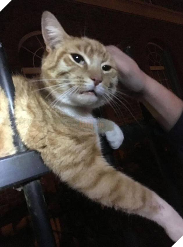 Chú mèo sống sót thần kỳ dù bị 3 thanh thép nhọn đâm qua người, và vẫn ngoan nằm chờ người tới cứu 2