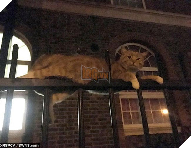 Chú mèo sống sót thần kỳ dù bị 3 thanh thép nhọn đâm qua người, và vẫn ngoan nằm chờ người tới cứu 3