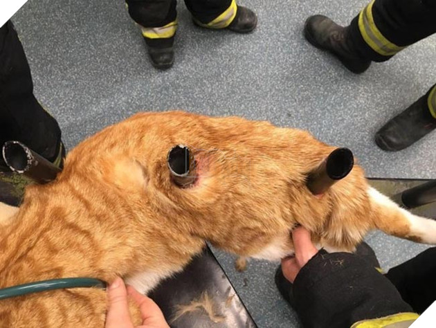 Chú mèo sống sót thần kỳ dù bị 3 thanh thép nhọn đâm qua người, và vẫn ngoan nằm chờ người tới cứu 5