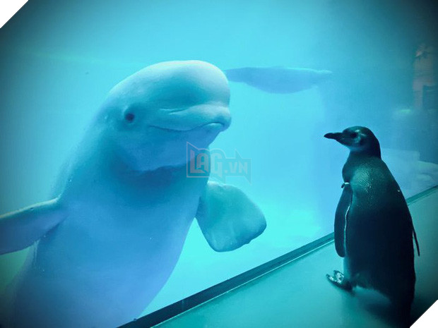 Cuộc gặp gỡ hiếm có khó tìm mà yêu không chịu nổi của đại diện Nam Cực và Bắc Cực: Chim cánh cụt đi lang thang trong thủy cung đóng cửa bắt gặp cá voi trắng - Ảnh 1.