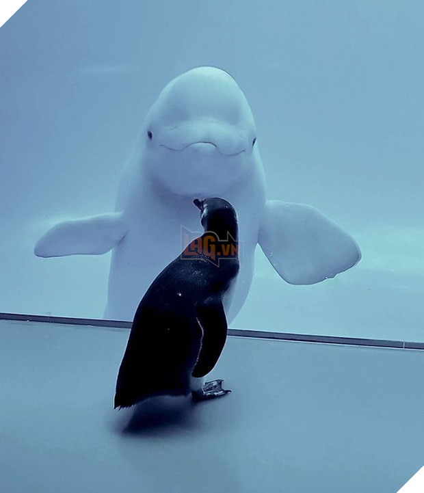 Cuộc gặp gỡ hiếm có khó tìm mà yêu không chịu nổi của đại diện Nam Cực và Bắc Cực: Chim cánh cụt đi lang thang trong thủy cung đóng cửa bắt gặp cá voi trắng - Ảnh 2.