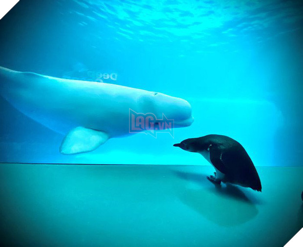 Cuộc gặp gỡ hiếm có khó tìm mà yêu không chịu nổi của đại diện Nam Cực và Bắc Cực: Chim cánh cụt đi lang thang trong thủy cung đóng cửa bắt gặp cá voi trắng - Ảnh 3.