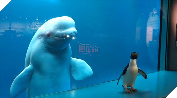 Cuộc gặp gỡ hiếm có khó tìm mà yêu không chịu nổi của đại diện Nam Cực và Bắc Cực: Chim cánh cụt đi lang thang trong thủy cung đóng cửa bắt gặp cá voi trắng - Ảnh 4.