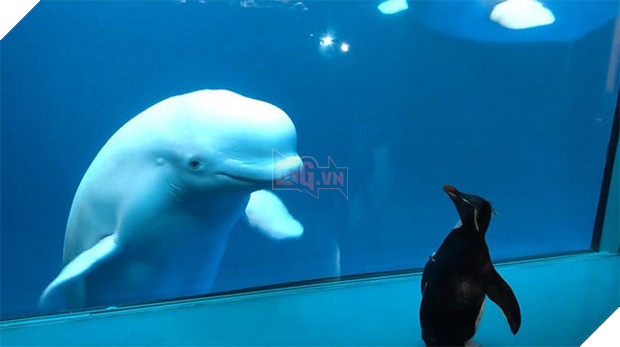 Cuộc gặp gỡ hiếm có khó tìm mà yêu không chịu nổi của đại diện Nam Cực và Bắc Cực: Chim cánh cụt đi lang thang trong thủy cung đóng cửa bắt gặp cá voi trắng - Ảnh 6.