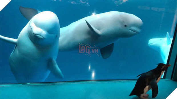 Cuộc gặp gỡ hiếm có khó tìm mà yêu không chịu nổi của đại diện Nam Cực và Bắc Cực: Chim cánh cụt đi lang thang trong thủy cung đóng cửa bắt gặp cá voi trắng - Ảnh 7.