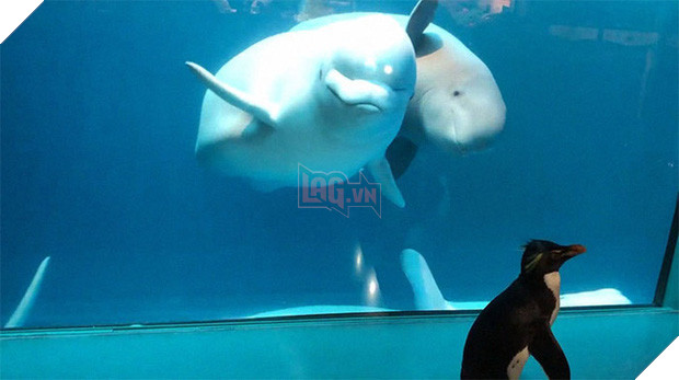 Cuộc gặp gỡ hiếm có khó tìm mà yêu không chịu nổi của đại diện Nam Cực và Bắc Cực: Chim cánh cụt đi lang thang trong thủy cung đóng cửa bắt gặp cá voi trắng - Ảnh 8.