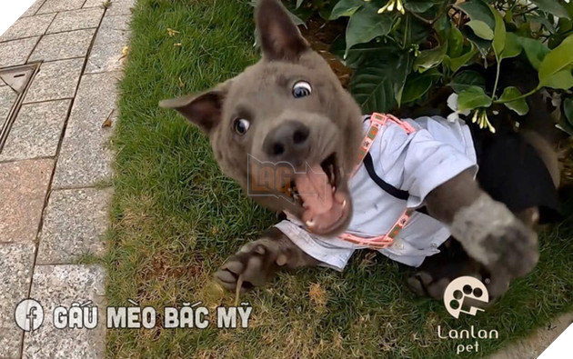 Đẳng cấp Dúi idol: Diện sơ mi trắng bảnh bao, hùng dũng đi tán gái nhưng cái kết vẫn thê thảm như thường khiến ai cũng phì cười - Ảnh 1.