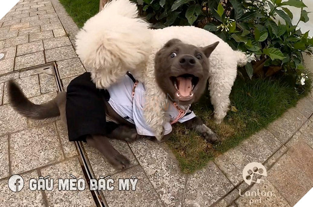 Đẳng cấp Dúi idol: Diện sơ mi trắng bảnh bao, hùng dũng đi tán gái nhưng cái kết vẫn thê thảm như thường khiến ai cũng phì cười 5