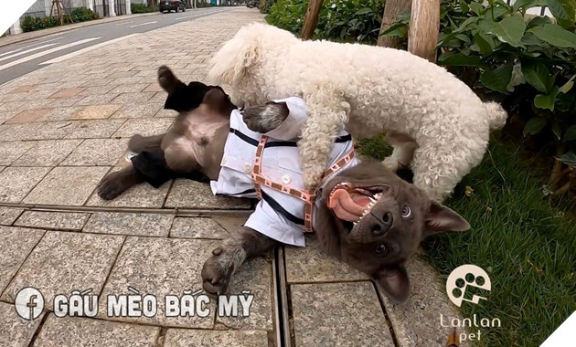 Đẳng cấp Dúi idol: Diện sơ mi trắng bảnh bao, hùng dũng đi tán gái nhưng cái kết vẫn thê thảm như thường khiến ai cũng phì cười 4