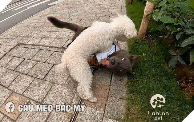 Đẳng cấp Dúi idol: Diện sơ mi trắng bảnh bao, hùng dũng đi tán gái nhưng cái kết vẫn thê thảm như thường khiến ai cũng phì cười 2