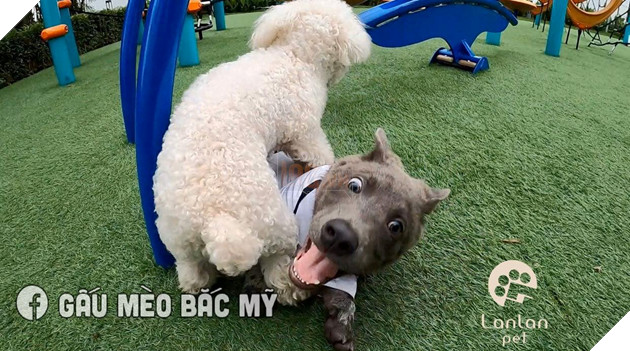 Đẳng cấp Dúi idol: Diện sơ mi trắng bảnh bao, hùng dũng đi tán gái nhưng cái kết vẫn thê thảm như thường khiến ai cũng phì cười 3