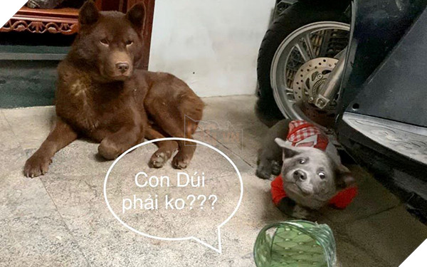 Thanh niên Dúi ở nhà nghịch dại, cắn nát đôi dép quốc dân nhưng khi bị hỏi đến thì nhanh chóng phủi bay trách nhiệm 3