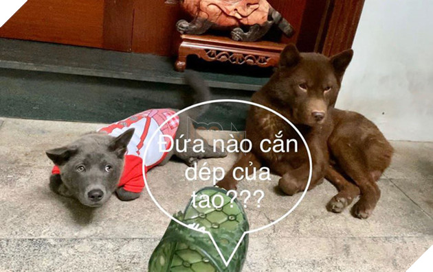 Thanh niên Dúi ở nhà nghịch dại, cắn nát đôi dép quốc dân nhưng khi bị hỏi đến thì nhanh chóng phủi bay trách nhiệm - Ảnh 1.