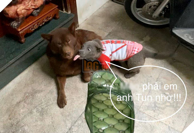 Thanh niên Dúi ở nhà nghịch dại, cắn nát đôi dép quốc dân nhưng khi bị hỏi đến thì nhanh chóng phủi bay trách nhiệm 5