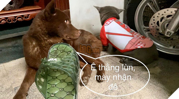 Thanh niên Dúi ở nhà nghịch dại, cắn nát đôi dép quốc dân nhưng khi bị hỏi đến thì nhanh chóng phủi bay trách nhiệm 6