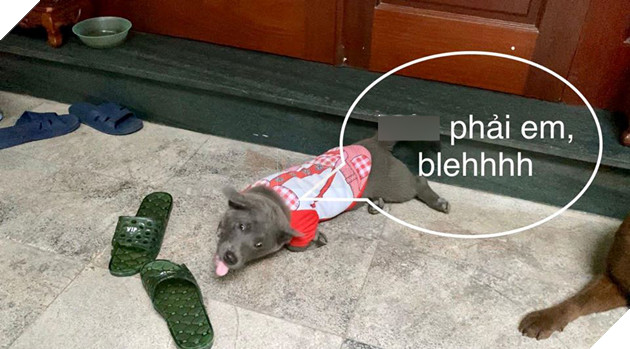 Thanh niên Dúi ở nhà nghịch dại, cắn nát đôi dép quốc dân nhưng khi bị hỏi đến thì nhanh chóng phủi bay trách nhiệm 4