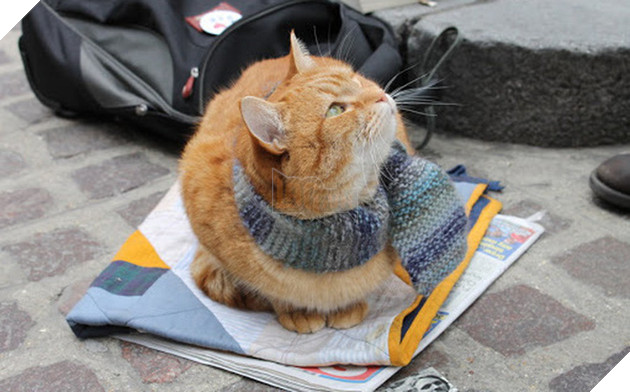 Cứu 1 con mèo hoang, người đàn ông bất ngờ đổi đời theo cách không ai nghĩ đến