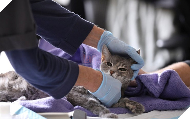 Động vật đầu tiên tại Mỹ có kết quả dương tính với Covid-19 2