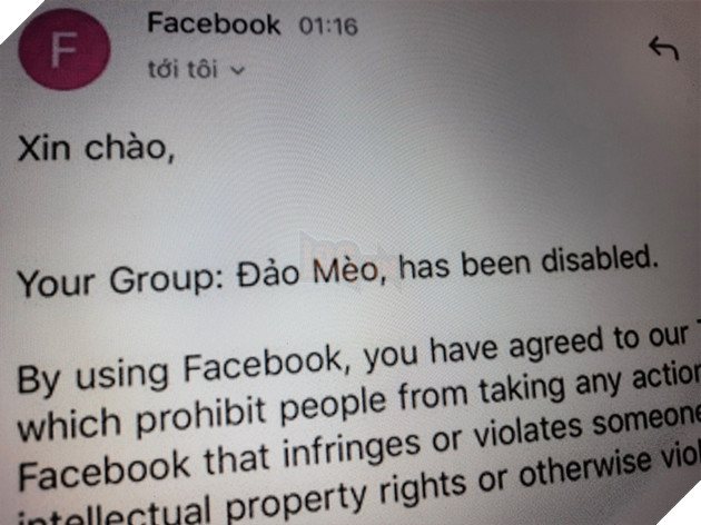 'Dao meo' - nhom Facebook thu cung lon nhat Viet Nam bi xoa bo hinh anh 1 1ec7cf1f3987c2d99b96.jpg
