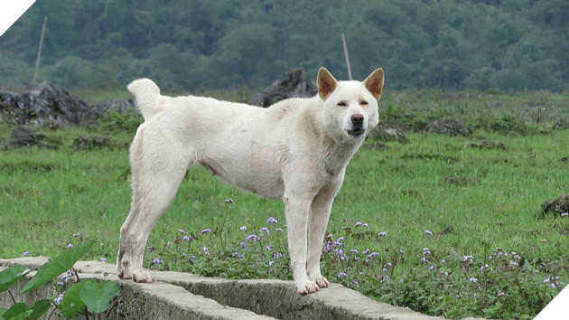 Giong – cho – H’ Mong – coc – duoi – tu – than – giu – cua – cua – nguoi – dan – Tay – Bac – den – quoc – khuyen – cua – Viet – Nam - 1