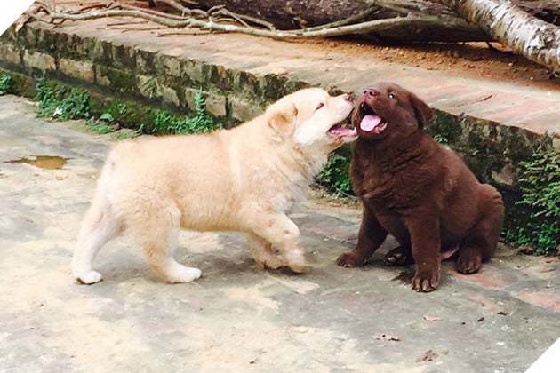 Giong – cho – H’ Mong – coc – duoi – tu – than – giu – cua – cua – nguoi – dan – Tay – Bac – den – quoc – khuyen – cua – Viet – Nam - 2