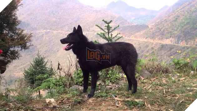 Giong – cho – H’ Mong – coc – duoi – tu – than – giu – cua – cua – nguoi – dan – Tay – Bac – den – quoc – khuyen – cua – Viet – Nam - 3