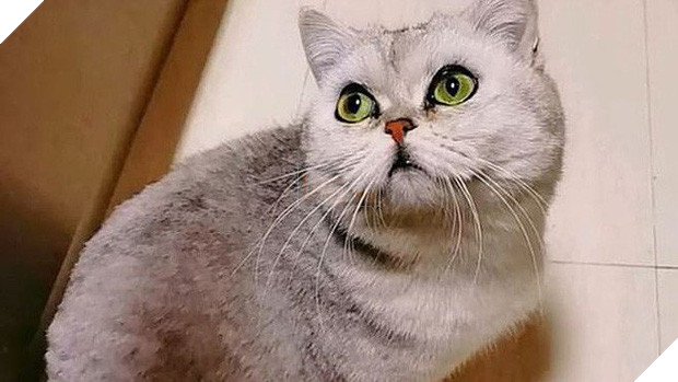 Cô mèo sống sót sau 40 ngày mang nặng đẻ đau trong căn hộ không người vì cả nhà đi điều trị COVID-19 - Ảnh 1.