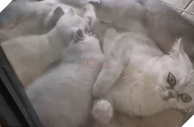 Cô mèo sống sót sau 40 ngày mang nặng đẻ đau trong căn hộ không người vì cả nhà đi điều trị COVID-19 - Ảnh 2.